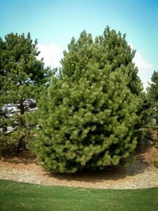 Сосна Чёрная (Pinus Nigra) купить по цене от 270.00р. в интернет-магазине «Посадика» с доставкой почтой в в Дигорае и по всей России – [изображение №1].