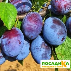 Слива Чачакская ранняя купить по цене от 229.00р. в интернет-магазине «Посадика» с доставкой почтой в в Дигорае и по всей России – [изображение №1].