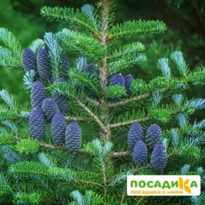 Пихта корейская (Abies koreana) купить по цене от 450.00р. в интернет-магазине «Посадика» с доставкой почтой в в Дигорае и по всей России – [изображение №1].