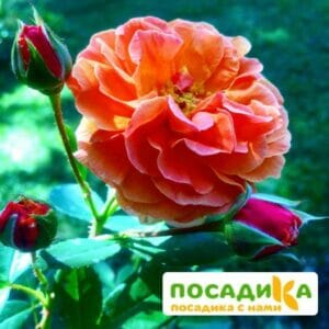 Роза Арабия купить по цене от 350.00р. в интернет-магазине «Посадика» с доставкой почтой в в Дигорае и по всей России – [изображение №1].