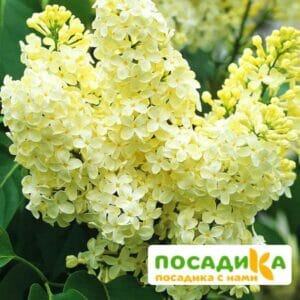 Сирень Примроуз (Primrose) купить по цене от 529.00р. в интернет-магазине «Посадика» с доставкой почтой в в Дигорае и по всей России – [изображение №1].