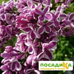 Сирень Сенсация купить по цене от 529.00р. в интернет-магазине «Посадика» с доставкой почтой в в Дигорае и по всей России – [изображение №1].