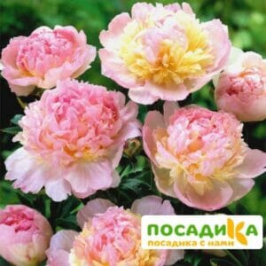 Пион Распберри Сандей (Paeonia Raspberry Sundae) купить по цене от 959р. в интернет-магазине «Посадика» с доставкой почтой в в Дигорае и по всей России – [изображение №1].