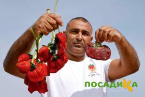 Клубника Гигант Джорнея купить по цене от 266р. в интернет-магазине «Посадика» с доставкой почтой в в Дигорае и по всей России – [изображение №1].