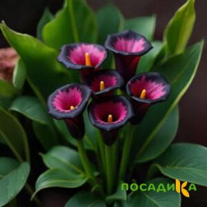 Калла Аура Лейс купить по цене от 400р. в интернет-магазине «Посадика» с доставкой почтой в в Дигорае и по всей России – [изображение №1].