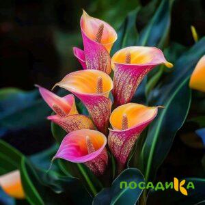 Калла Оникс купить по цене от 450р. в интернет-магазине «Посадика» с доставкой почтой в в Дигорае и по всей России – [изображение №1].