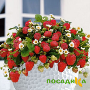 Клубника Рубиновый Шепот (горшечная) купить по цене от 240р. в интернет-магазине «Посадика» с доставкой почтой в в Дигорае и по всей России – [изображение №1].
