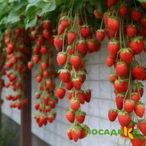 Клубника вьющаяся Комплимент купить по цене от 470р. в интернет-магазине «Посадика» с доставкой почтой в в Дигорае и по всей России – [изображение №1].