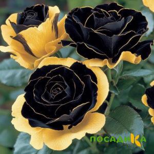 Роза Ханни Сикл купить по цене от 700р. в интернет-магазине «Посадика» с доставкой почтой в в Дигорае и по всей России – [изображение №1].