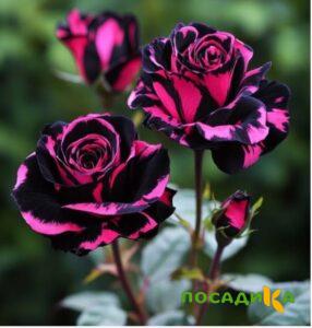 Роза Багровый Шепот купить по цене от 366р. в интернет-магазине «Посадика» с доставкой почтой в в Дигорае и по всей России – [изображение №1].