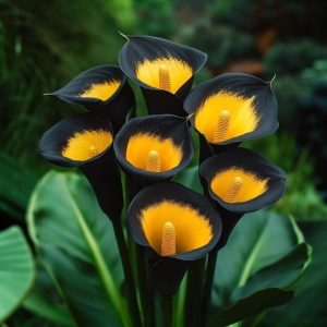 Калла Легато купить по цене от 620р. в интернет-магазине «Посадика» с доставкой почтой в в Дигорае и по всей России – [изображение №1].