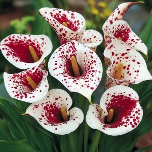 Калла Эмпайр купить по цене от 302р. в интернет-магазине «Посадика» с доставкой почтой в в Дигорае и по всей России – [изображение №1].