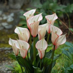 Калла Глейшер купить по цене от 299р. в интернет-магазине «Посадика» с доставкой почтой в в Дигорае и по всей России – [изображение №1].