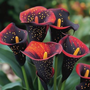 Калла Нуар купить по цене от 299р. в интернет-магазине «Посадика» с доставкой почтой в в Дигорае и по всей России – [изображение №1].