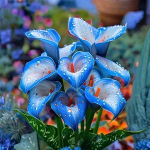 Калла Портрейт купить по цене от 292р. в интернет-магазине «Посадика» с доставкой почтой в в Дигорае и по всей России – [изображение №1].