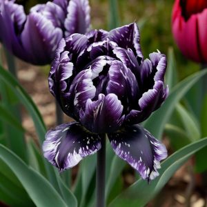 Тюльпан Индиго купить по цене от 600р. в интернет-магазине «Посадика» с доставкой почтой в в Дигорае и по всей России – [изображение №1].