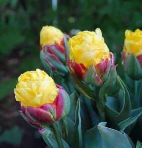 Тюльпан Айс Крим Банана купить по цене от 360р. в интернет-магазине «Посадика» с доставкой почтой в в Дигорае и по всей России – [изображение №1].