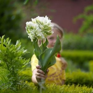 Тюльпан Супер Пэррот купить по цене от 360р. в интернет-магазине «Посадика» с доставкой почтой в в Дигорае и по всей России – [изображение №1].