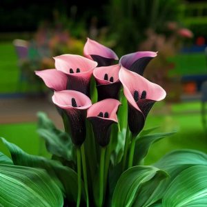 Калла Энигма купить по цене от 291р. в интернет-магазине «Посадика» с доставкой почтой в в Дигорае и по всей России – [изображение №1].