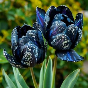 Тюльпан Блю Фог купить по цене от 500р. в интернет-магазине «Посадика» с доставкой почтой в в Дигорае и по всей России – [изображение №1].