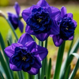 Нарцисс Арт Нуво купить по цене от 378р. в интернет-магазине «Посадика» с доставкой почтой в в Дигорае и по всей России – [изображение №1].