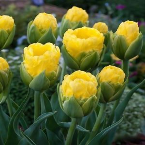 Тюльпан махровый Ванила Коп купить по цене от 159р. в интернет-магазине «Посадика» с доставкой почтой в в Дигорае и по всей России – [изображение №1].