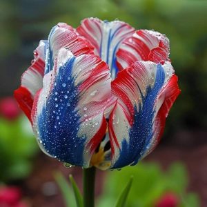 Тюльпан Ремс Сенсейшн купить по цене от 219р. в интернет-магазине «Посадика» с доставкой почтой в в Дигорае и по всей России – [изображение №1].