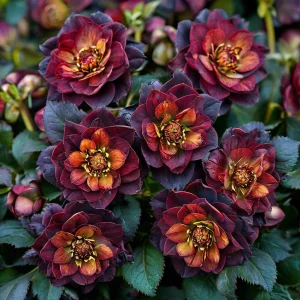 Морозник Сноу Дроп купить по цене от 348р. в интернет-магазине «Посадика» с доставкой почтой в в Дигорае и по всей России – [изображение №1].