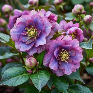 Морозник Айс Принцесс Чарм купить по цене от 650р. в интернет-магазине «Посадика» с доставкой почтой в в Дигорае и по всей России – [изображение №1].