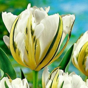 Тюльпан Экзотик Пуруссима купить по цене от 305р. в интернет-магазине «Посадика» с доставкой почтой в в Дигорае и по всей России – [изображение №1].