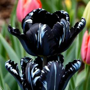 Тюльпан Шелк Нуар купить по цене от 219р. в интернет-магазине «Посадика» с доставкой почтой в в Дигорае и по всей России – [изображение №1].