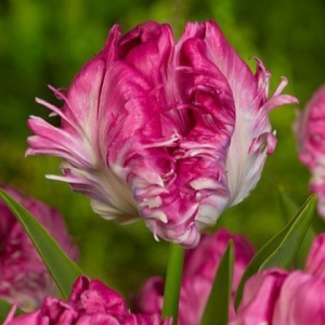 Тюльпан махровый Кул Кристал купить по цене от 400р. в интернет-магазине «Посадика» с доставкой почтой в в Дигорае и по всей России – [изображение №1].