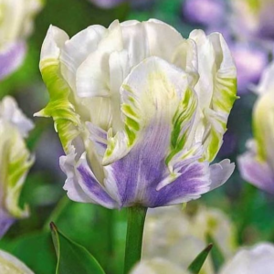 Тюльпан Уайт Лизарт купить по цене от 360р. в интернет-магазине «Посадика» с доставкой почтой в в Дигорае и по всей России – [изображение №1].