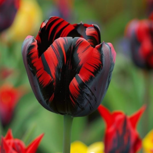 Тюльпан Блэк Перрот купить по цене от 351р. в интернет-магазине «Посадика» с доставкой почтой в в Дигорае и по всей России – [изображение №1].