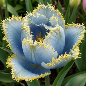 Тюльпан Махровый Амплуа купить по цене от 199р. в интернет-магазине «Посадика» с доставкой почтой в в Дигорае и по всей России – [изображение №1].