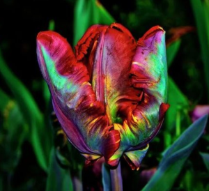 Тюльпан Эирпрайз купить по цене от 270р. в интернет-магазине «Посадика» с доставкой почтой в в Дигорае и по всей России – [изображение №1].